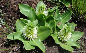 Image result for Eucomis zambesiaca