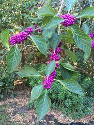 We did not find results for: Florida Native Plants Beautyberry Gardening In The Panhandle