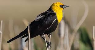 The diet varies but includes crustaceans, insects and fish. Yellow Headed Blackbird Identification All About Birds Cornell Lab Of Ornithology