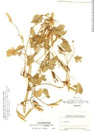 Image result for Chamaecrista absus