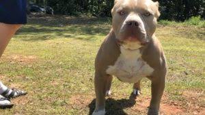 Have puppies meet as many nice people and other animals as possible to learn and keep great social skills. Xl Bully Pitbull For Sale Colorado Puppies For Sale