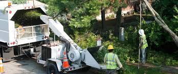 Lc tree service is a residential and commercial tree service company based in san diego, california. Best Company For Tree Service San Diego Expert Local Arborists