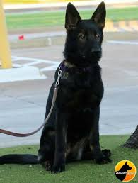 Black And White German Shepherd With Blue Eyes Pin By Selena Crosby On German Shepherds Never Blue Eyes Blue Eyes Gsd Black And White