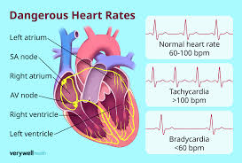 Image result for Heart Rate