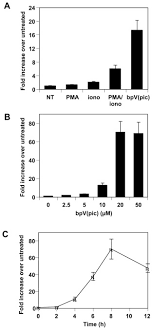 Treatment Of Human T Cells With Bisperoxovanadium Phosphotyrosyl Phosphatase Inhibitors Leads To Activation Of Cyclooxygenase 2 Gene Journal Of Biological Chemistry