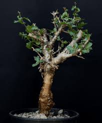 Image result for Commiphora kua