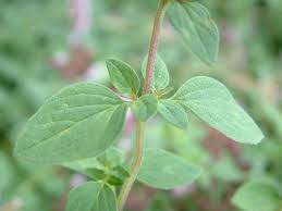 Image result for Origanum