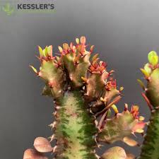 Image result for Euphorbia rubriflora