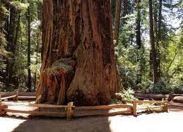 Visitors can enjoy hiking, horseback riding, picnicking, swimming, camping and fishing on more than 4,650 acres of forested and open land in the santa cruz mountains. Henry Cowell Redwoods State Park Day Trip Felton California