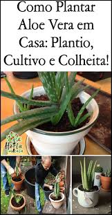 Como Plantar Aloe Vera Em Casa Plantio Cultivo E Colheita Aloe Vera Aloe Flora