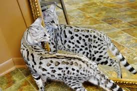 We take great pride in our breeding programs and the development of their personality! Bengal Cat Breeders South Africa