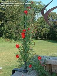 Cypress vine © 2012 tiffany e. Pin On North Texas Hummingbird Garden
