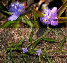 Image result for Cyanotis axillaris