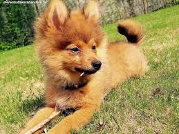 Vous y trouverez les meilleures pièces uniques ou personnalisées de nos boutiques. Spitz Nain Chenil Debrabandere Eleveur De Chiens Bavikhove Chiots A Vendre