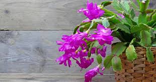 It was blooming when i bought it, but it hasn't bloomed since. How To Grow And Care For Christmas Cactus Gardener S Path