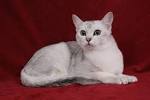 Burmilla Cat Breed Information - GoKitty