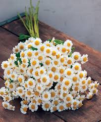 Image result for Feverfew