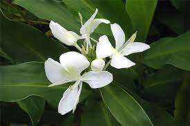 Factsheet Hedychium Coronarium White Ginger Torch Ginger Flower Ginger Flower Flowers