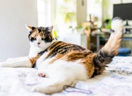 Learn more about amazon prime. Cat Tail Language 101 Why Cats Wag Their Tails And More Petmd