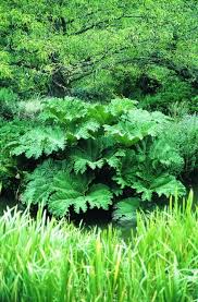 Image result for Gunnera