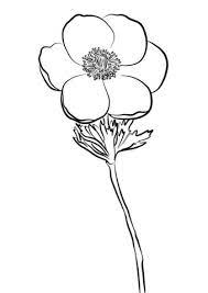 anemone coloriage a imprimer gratuit de fleur crayon