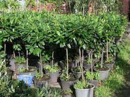 Am besten gibst du frische oder trockene blätter in kochendes wasser und. Kirschlorbeer Novita Prunus Laurocerasus Novita Baumschule Horstmann