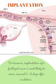Pin On Implantation Of Embryo Ivf Success