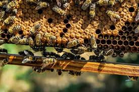 He advised access was difficult unless i was prepared to pay for a cherry picker. How Bees Can Affect Your Property London Chartered Surveyors