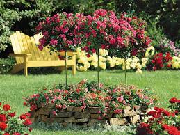 Watch for diseases like powdery mildew or black spot. How To Grow Patio Roses In Containers Hgtv