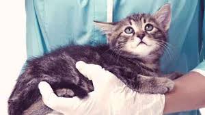Some clinics place an intravenous catheter to administer fluids or drugs in case of an emergency, and some will not. When To Spay A Cat Petcarrx