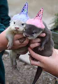 Otters In Hats Cute Baby Animals Cute Animals Animals