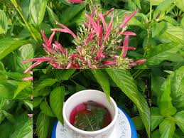 Image result for Justicia sp. A cf. engleriana