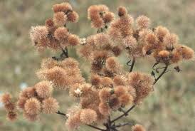 Image result for Vernonia guineensis