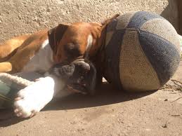 Find boxer puppies for sale with pictures from reputable boxer breeders. Pin On A Boxers Life