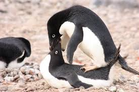 Adelie Penguin Pygoscelis Adeliae A Pair Mating Adelie Penguin Penguins Penguin Species