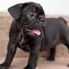 They do not have the proper muscle strength at the base of the ear in order to. 1