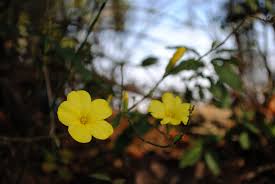 Image result for Reinwardtia indica