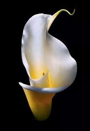 Fotografia Tipos De Flores Flores Exoticas Fotografia De Flores