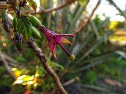 Native Fuchsia New Zealand Native Plant Landscape Native Plants Plants