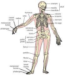 Human Bone Anatomy Artstudios Human Bones Anatomy Body Bones Human Bones
