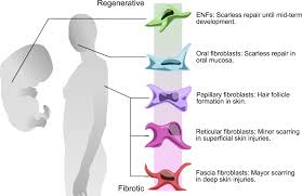 Cutting into wound repair