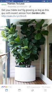 Find the perfect patio furniture & backyard decor at hayneedle, where you can buy online while you explore our room designs and curated looks for tips, ideas & inspiration to help you along the way. Large Indoor Planters Ideas On Foter