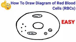It's like a chemical processing factory — blood carries nutrients there from the small intestine, then the liver decides what to do with them. How To Draw Red Blood Cells Step By Step For Beginners How To Draw Diagram Of Red Blood Cell Youtube