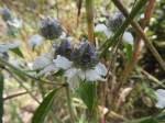 Image result for Haumaniastrum caeruleum
