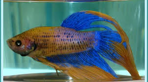 Betta Fish Tank Size How Big Should A Betta Fish Tank Be Betta Fish Tank Betta Fish Betta Fish Care