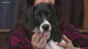 Please only fill out one application per litter. What To Know Before Adopting A Dog Kare11 Com