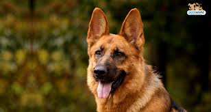 german shepherd top dog food feeding patterns to know