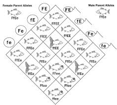 List the parent genotypes, draw and fill in a punnett square, and then list the offspring genotypes and phenotypes. Dihybrid Cross Of Fish Dihybrid Cross Dihybrid Cross Worksheet Biology Lessons