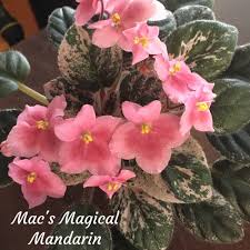 Mac S Magical Mandarin George Mcdonald Large Coral Pansy Smooth Green Foliage With Bright White Variegation Semiminiatu African Violets Pansies Saintpaulia
