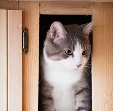 Satisfaction guarantee · expert advice · user reviews Cat Urine Odor On Wood Cabinets Thriftyfun